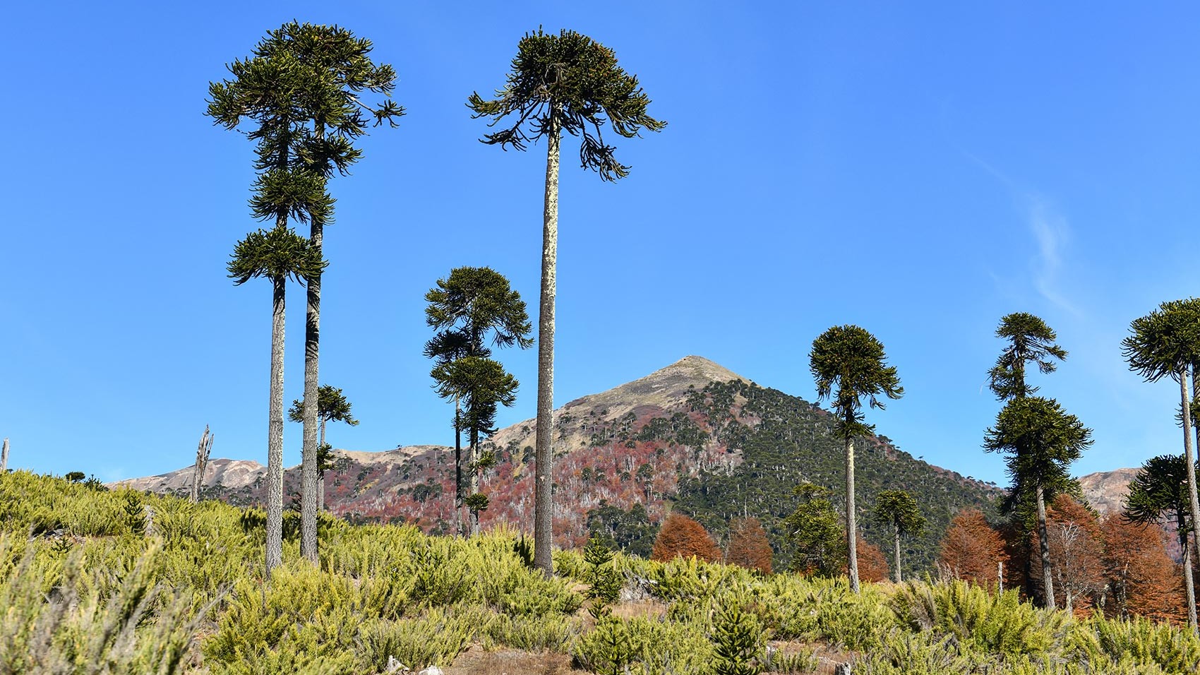 Bosque nativo araucarias